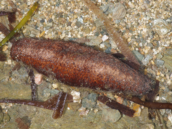Holothuria poli
